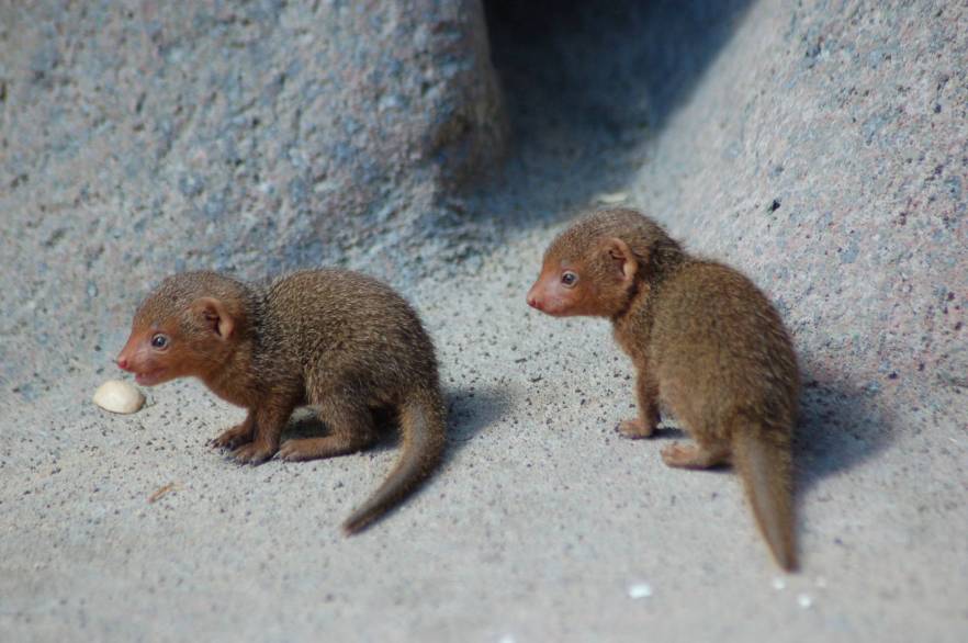 baby-mongooses.jpg